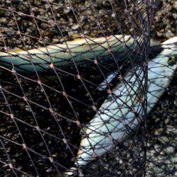 西宮突堤　早朝ツバス